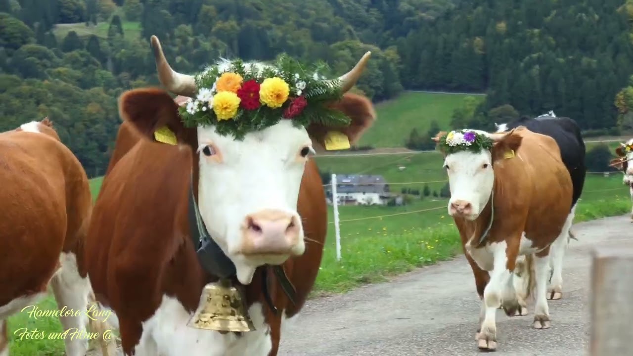 Viehabtrieb Münstertal 2025