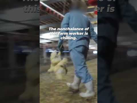 Chickens in the meat industry are beaten, disregarded, and treated like they’re nothing.