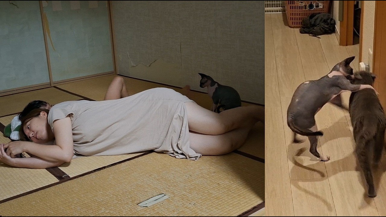 ただ歩いてるだけの老猫にウザ絡みするウザ猫