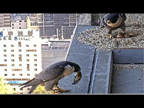 367 Collins Falcons ~ M24 DELIVERS PREY & F24 RUNS TO CLAIM!  DAD TALKS SOFTLY TO EGGS ♥ 2026 Sep 22