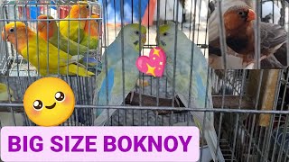 Vlog355 BIG Size Boknoy 🦜😱🦜Rainbow Fallow Triple Crested 🦜😱🦜😍🌍🌎 by D4NUC  4VI4RY 2,143 views 2 weeks ago 21 minutes