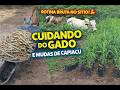 Rotina Bruta no Sítio: Gado + Mudas de Capiaçu!