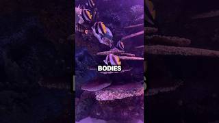 Can Deep Sea Fish Really Survive Crushing Pressure?