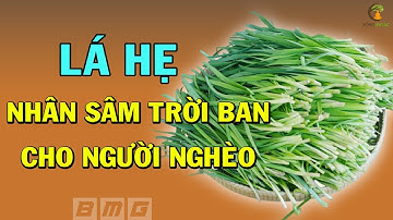 LÁ HẸ:  12 Tác Dụng Trị Bệnh Quý Hơn Nhân Sâm Hàn Quốc, Cực Tốt Siêu Bổ Dưỡng