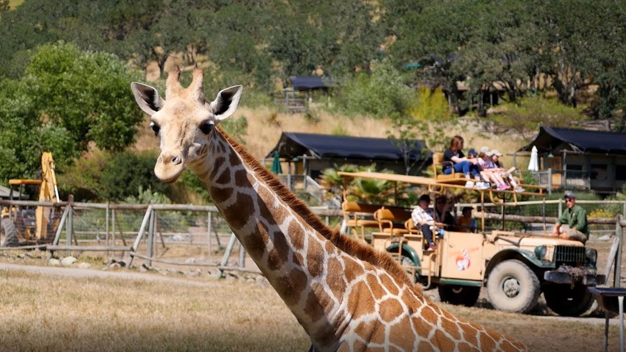 Safari West Wildlife Preserve and Tent Camp, 25 Years and Counting