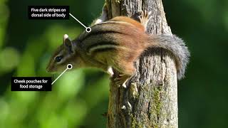 Eastern Chipmunk