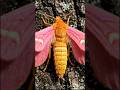 Rosy Maple Moth #facts #education #study #science #biology #nature #wildlife #animation #viral