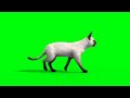 Cat Chroma كروما لـ قط 