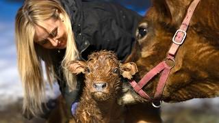 My Cow Fannie Gave Birth to her Fourth Calf and it was Scary This Time!