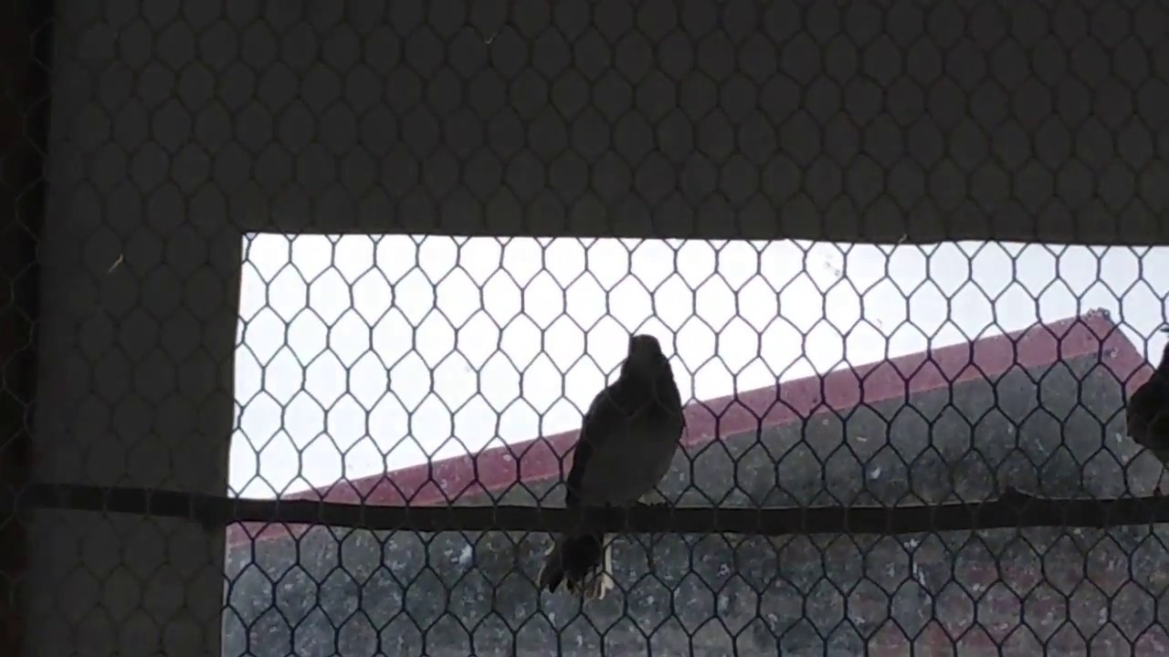 Жаворонок полевой поет в вольере - YouTube