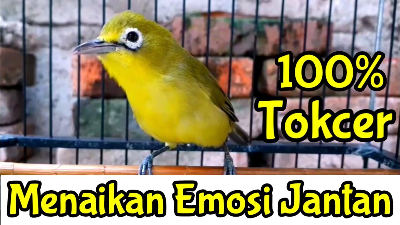 Begini MENAIKAN EMOSI Jantan PANCING Kecial Kuning Agar CEPAT GACOR (8/11/20)