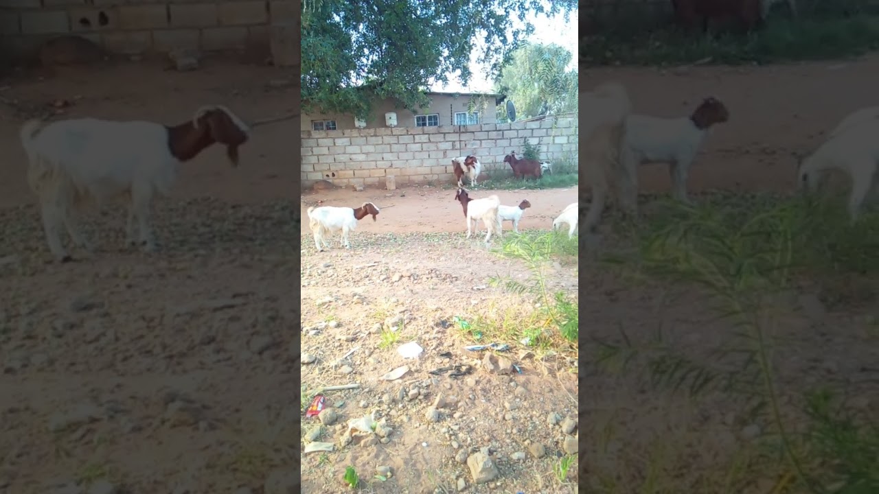 # African goats eating Murula fruits