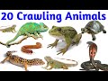 Crawling Animals with Real Pictures – English Vocabulary for Kids & Preschooler