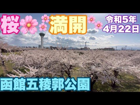 【函館五稜郭公園🌸】早くも満開✨今すぐ行くべし！北海道屈指の桜の名所は今年も桜の海だった🌸火気使用復活も⁉️#636