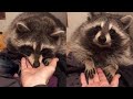 Put Your Hand Out Challenge On Raccoon WooGlobe Put Your Hand Out Challenge On Raccoon WooGlobe