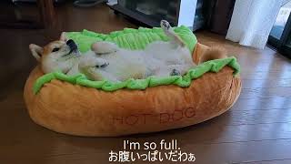 Snack Time For Fujiko The Shiba Inu