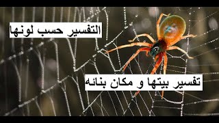 تفسير حلم رؤية العنكبوت في المنام