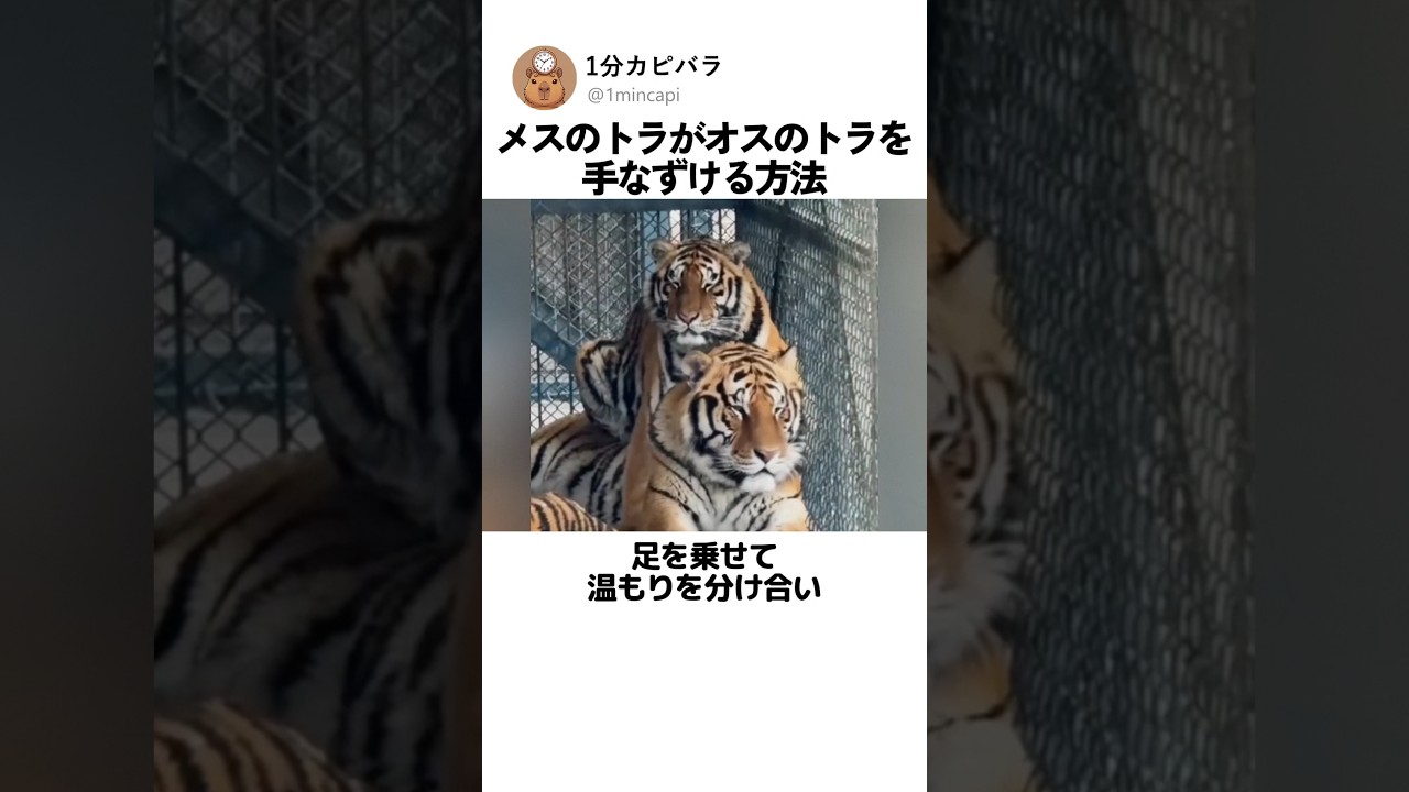 メスのトラがオスのトラを 手なずける方法