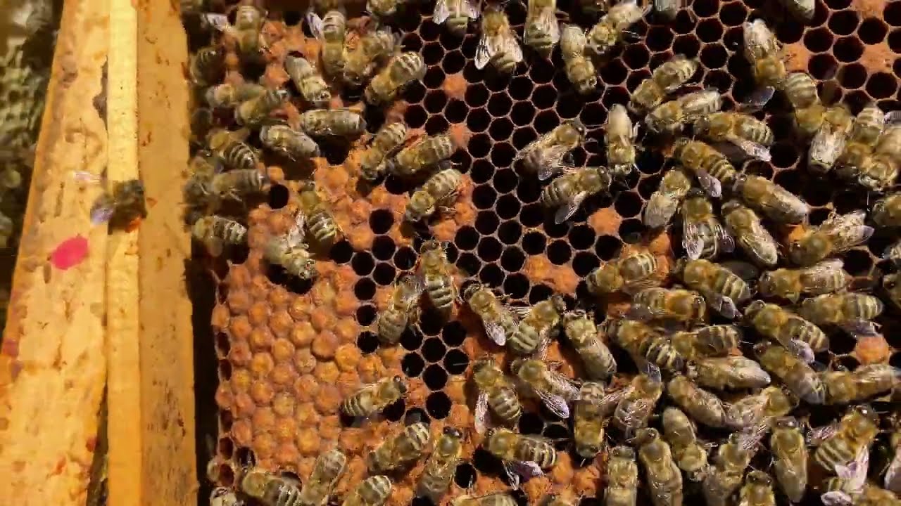 049 Kontrola oddělku na prasáka 2 (5.6.2022)