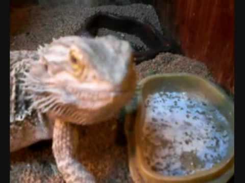 lizard skin grips Spike can SING