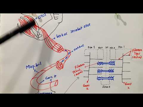 Video: Selama kontraksi otot, komponen sarkomer mana yang memendek)?