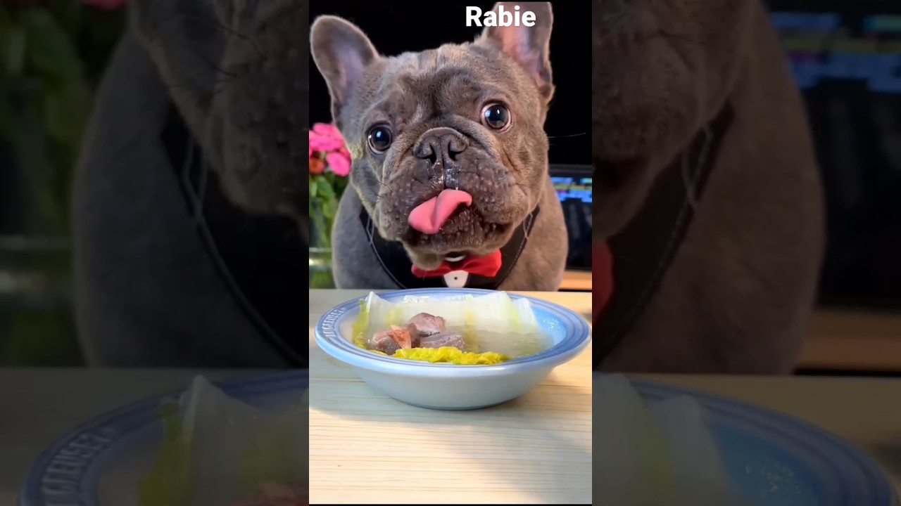 english bulldog food | bulldog food aggression |bulldog eating food 