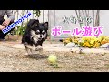 チワワ、大好きなボール遊びをする姿がかわいすぎる【スローモーション】