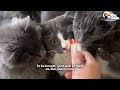 Cat Fakes A Limp Whenever She Wants Attention | The Dodo