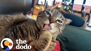 cat fakes limp whenever she wants attention dodo