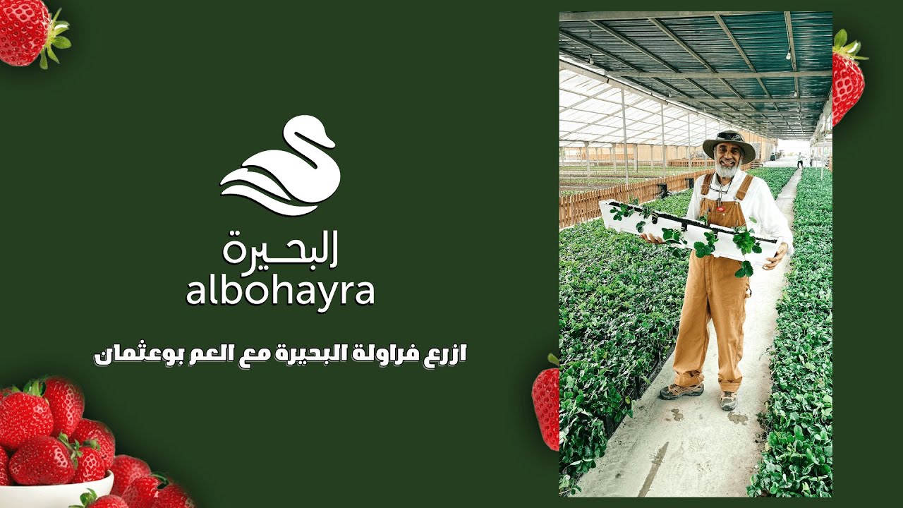 ازرع فراولة البحيرة مع العم بوعثمان🍓👨‍🌾 | Albohayra