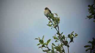 Willow Warbler Hickling NWT 7 May 2026