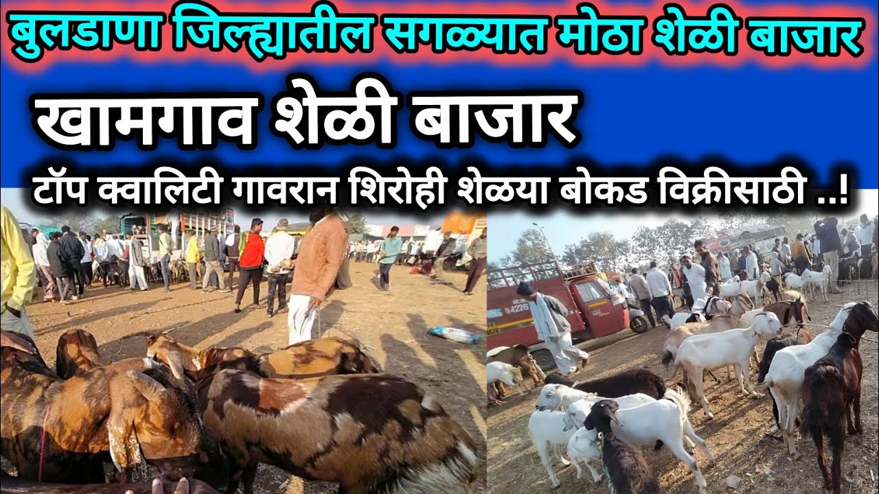 बुलढाणा जिल्ह्यातील सर्वात मोठा खामगाव शेळी बोकड बाजार..! टॉप गावरान शिरोही शेळया विक्रीसाठी..!
