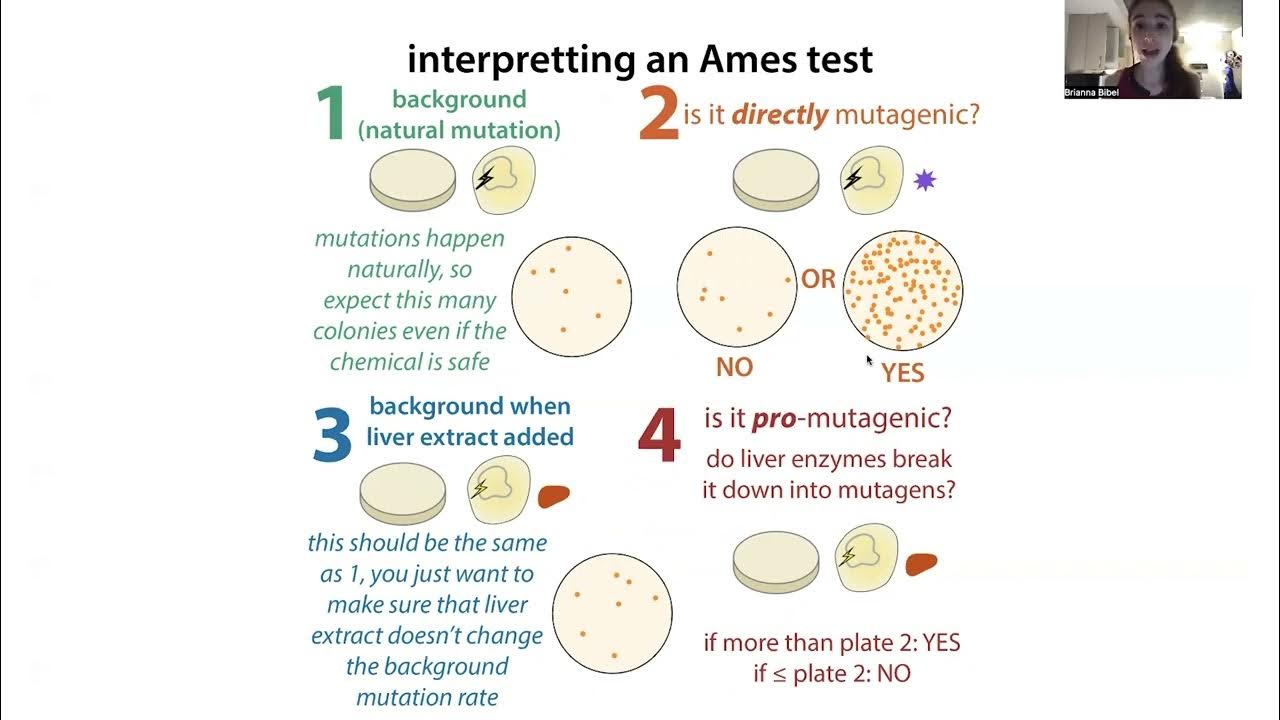 Ames test for mutagenicity the biochemistry behind it YouTube