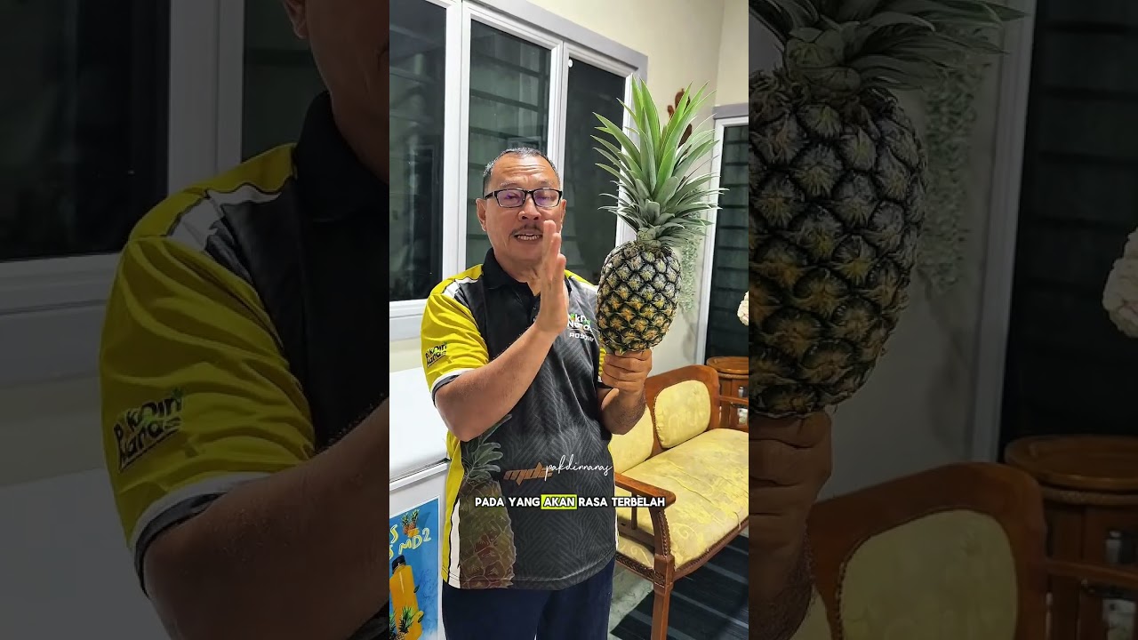 NANAS MARDI SWEET (MS16) DI KEBUN PAKDIN NANAS SABAK BERNAM