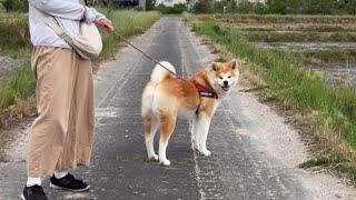 待ちつ待たれつののんびり田んぼ道散歩を楽しむ秋田犬姉妹【Akita-inu】@akita-inu-pata