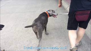 Adopt Mutt (adopted) by Mark and Treat 571 views 6 years ago 1 minute, 18 seconds