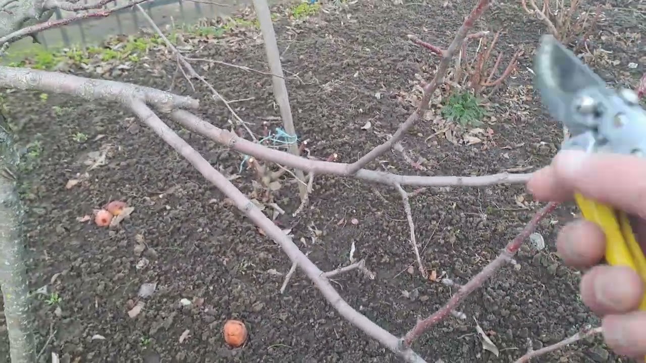 Детальна обрізка Яблуні на урожай