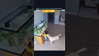 dogs love #humanity #dog #love #life #sad #shorts #help #youtubeshorts #puppy #trending #animals