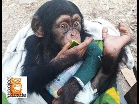 Thumbnail for The Incredible Story of Tita the Orphaned Chimp