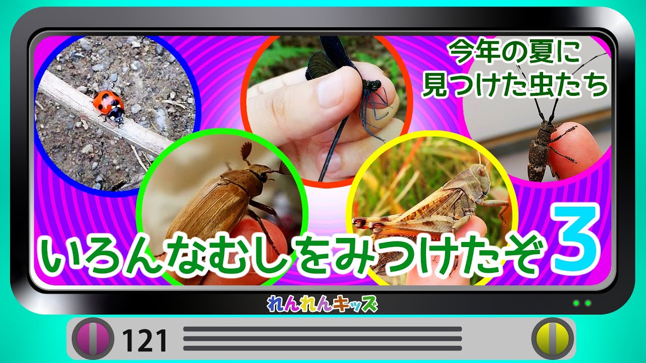いろんな虫を見つけたよ！vol.3 知っている虫はいるかな？てんとうむし