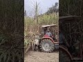 sugarcane harvester