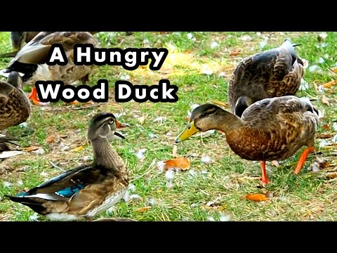 Wood Duck Trying