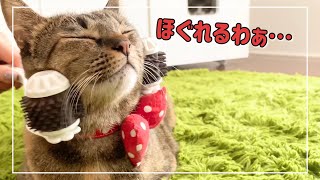 キジトラ猫にマッサージローラーで肩と顔を転がしてみた結果…【4K猫動画】