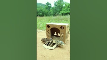 Creative Bird Trap - Quail Trap #bird trap technique #shorts