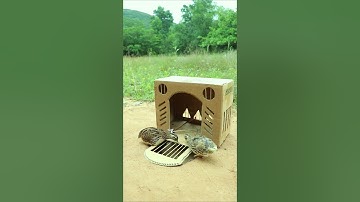 Creative Bird Trap - Quail Trap #bird trap technique #shorts