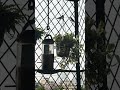 Plants enjoying the break from heat #balconygarden #terracegardenindia #gardenlove #plantsofindia