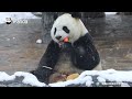 What Do Pandas Do When It Snows? | iPanda