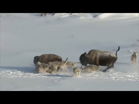 Video: Кызыл китепке кирген жаныбарлар. Бизон: Орусиянын Кызыл китеби