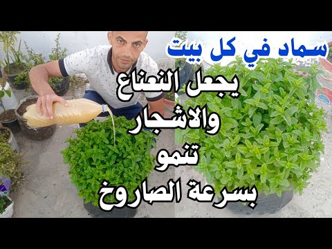 ينمو النعناع بسرعة الصاروخ بهذا السماد المتوفر في بيتك يجعل الأشجار غزيرة الثمار ولتقوية الجذور شاهد
