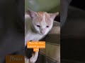 Song of bollywood for filmy cat catkittenanimal catlover